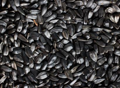 Самообеспеченность семенами основных сельхозкультур выросла почти до 70% по итогам 2025 года — Лут 