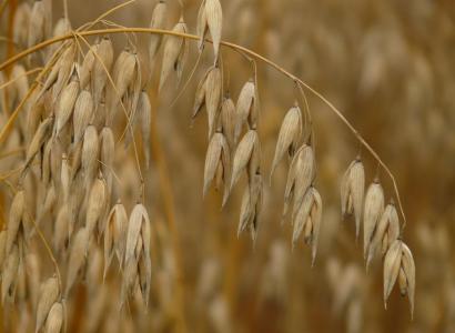Новый сорт овса алтайской селекции включен в Государственный реестр селекционных достижений