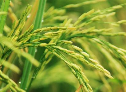 На Кубани засеют 100% рисовых полей отечественными семенами