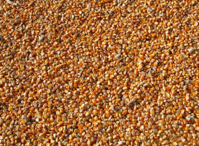 В Оренбуржье выросла доля отечественных семян зерновых, подсолнечника и кукурузы