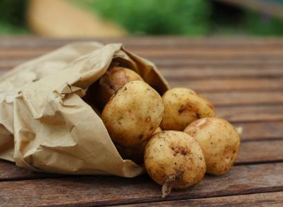 Новый сорт картофеля «мира» включен в госреестр