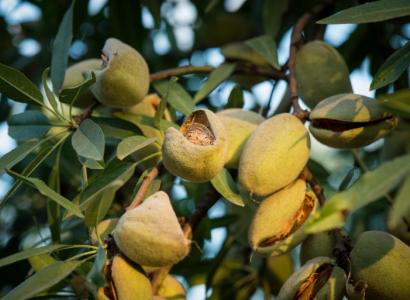 В России разработали программу на основе ИИ, которая распознает болезни растений