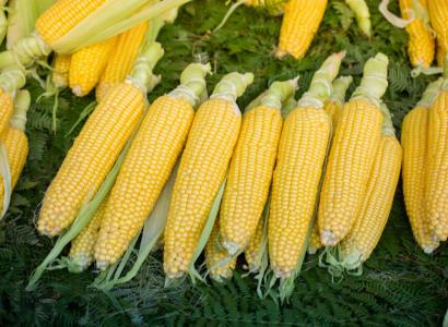 Ученые Татарстана нашли способ увеличить урожайность кормовой кукурузы на 64%
