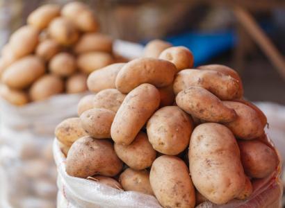 Монголия ожидает рекордный урожай пшеницы и картофеля, засеянных в основном семенами из РФ